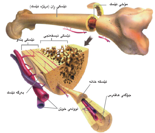 فرمانی ئێسک و پێکهاتەکانی