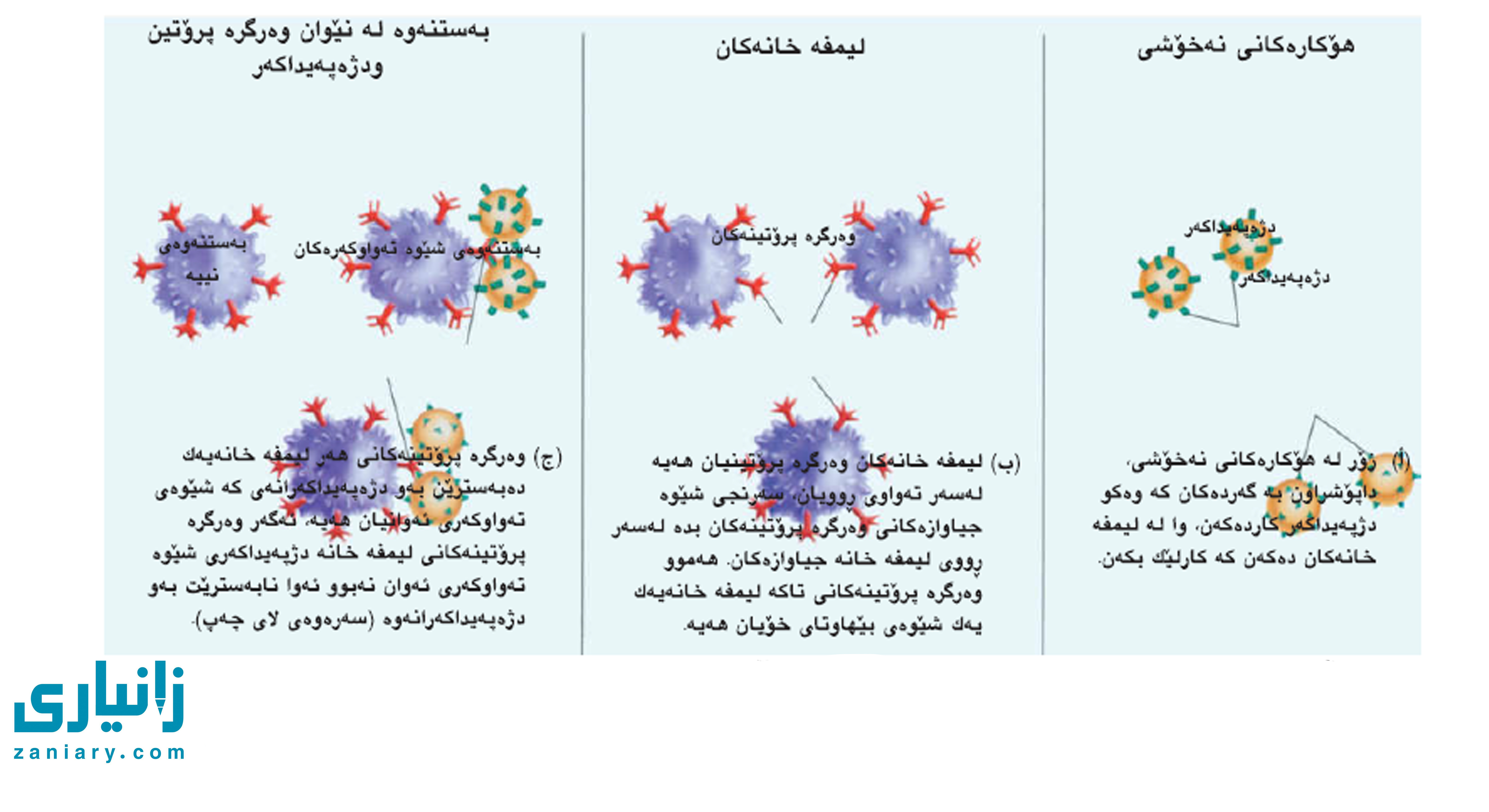 بەرگرییە تایبەتییەکان