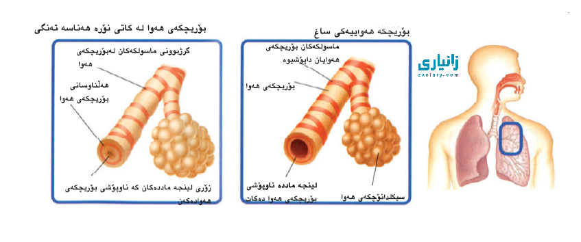 تێکچوونەکانی کۆئەندامی بەرگری