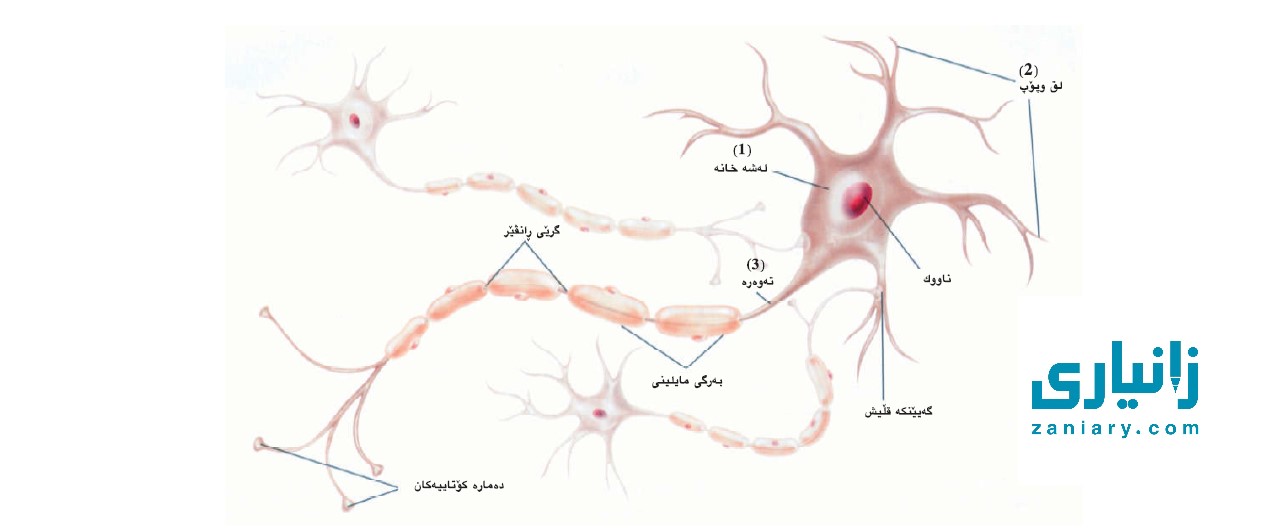 دەمارە خانە و دامارە ڕاگەیاندن