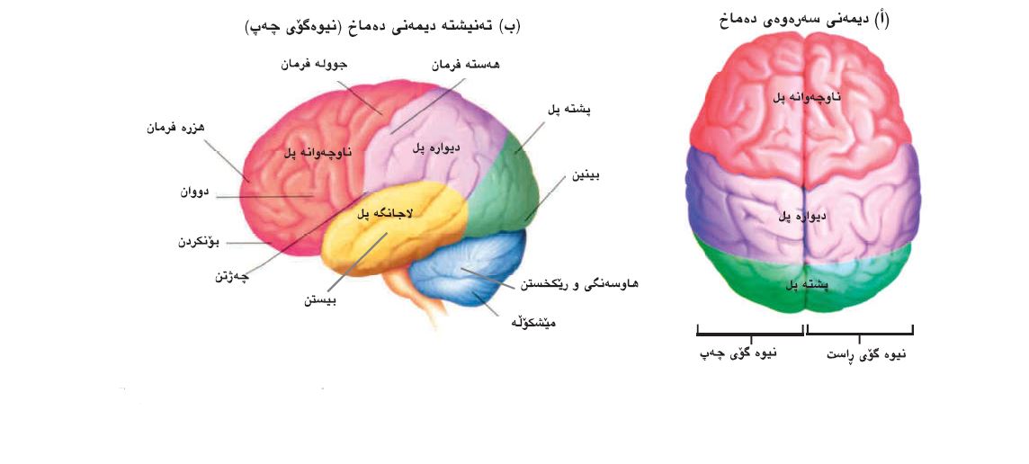 دەماخ لە دەمارە کۆئەندامدا