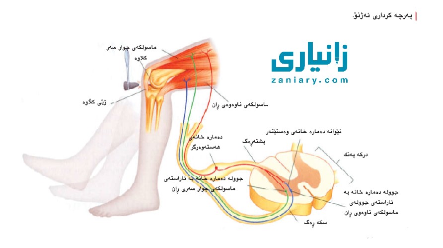 چێوەکۆئەندامی دەمار