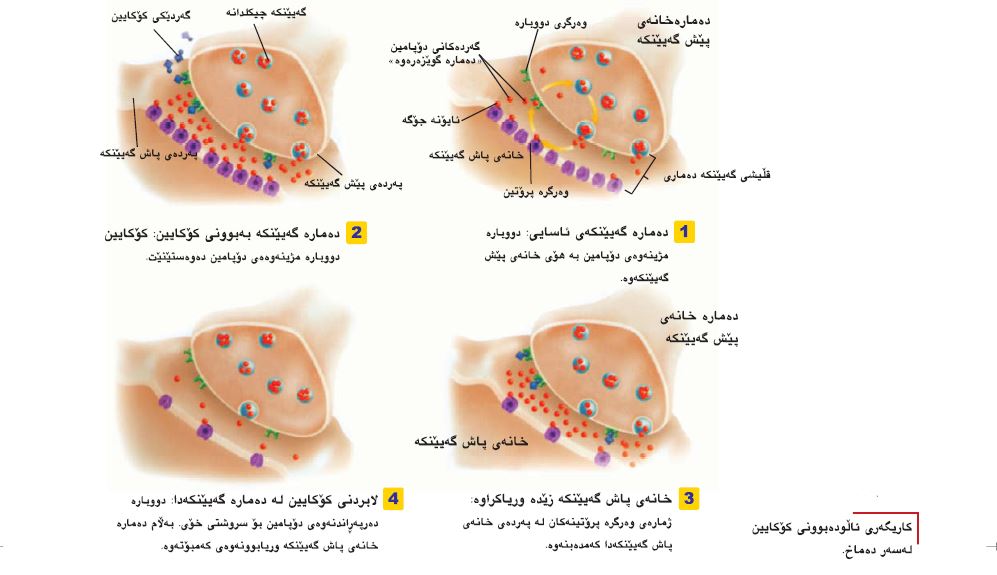 دەرمان و دەمارە کۆئەندام