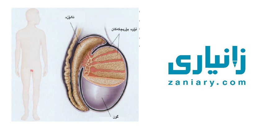 نێرە کۆئەندامی زاوزێ