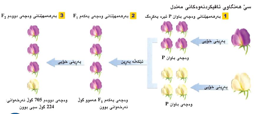 تاقیکردنەوەکانی مەندڵ لە بۆماوەزانیدا