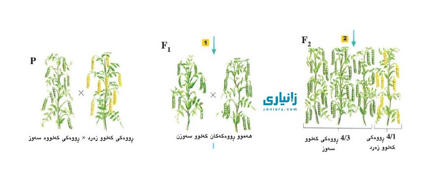 ئەنجامی تاقیکردنەوەکانی مەندڵ و بەرەنجامەکانی