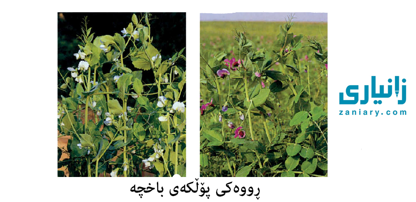 لێکدانە بۆماوەییکان