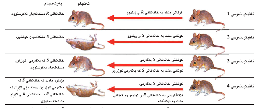 دۆزینەوەی DNA