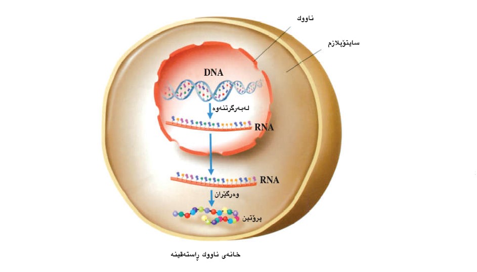 دروستبوونی پرۆتینە‌کان