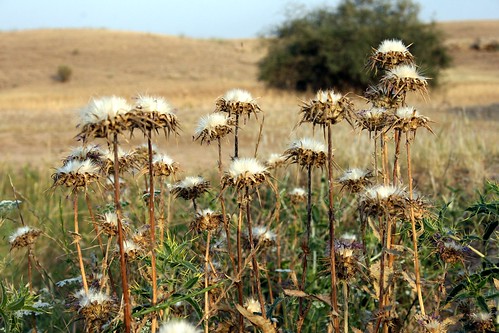 واتای دڕک لە خەودا