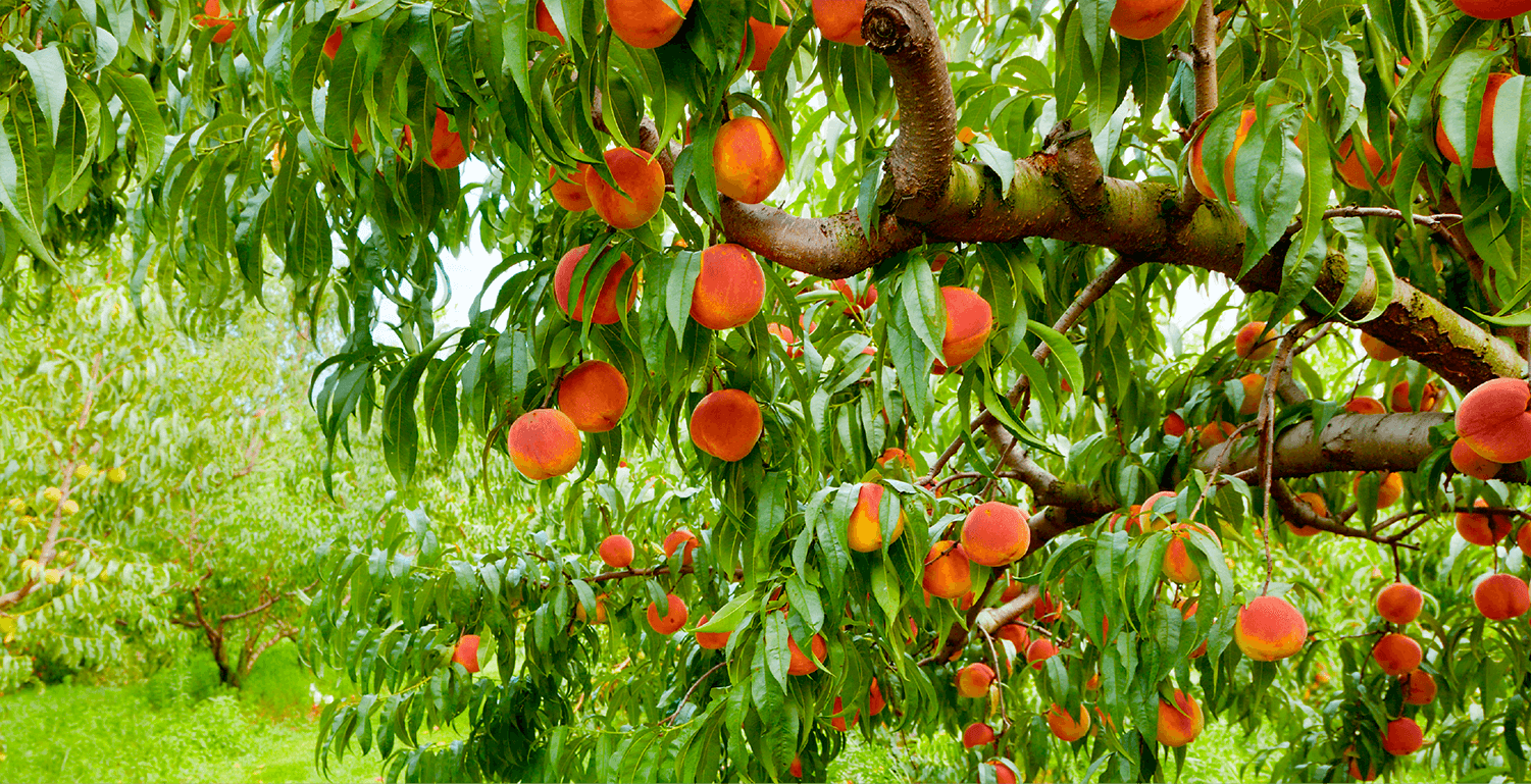 بینینی دره‌ختی قۆخ له‌ خه‌وندا