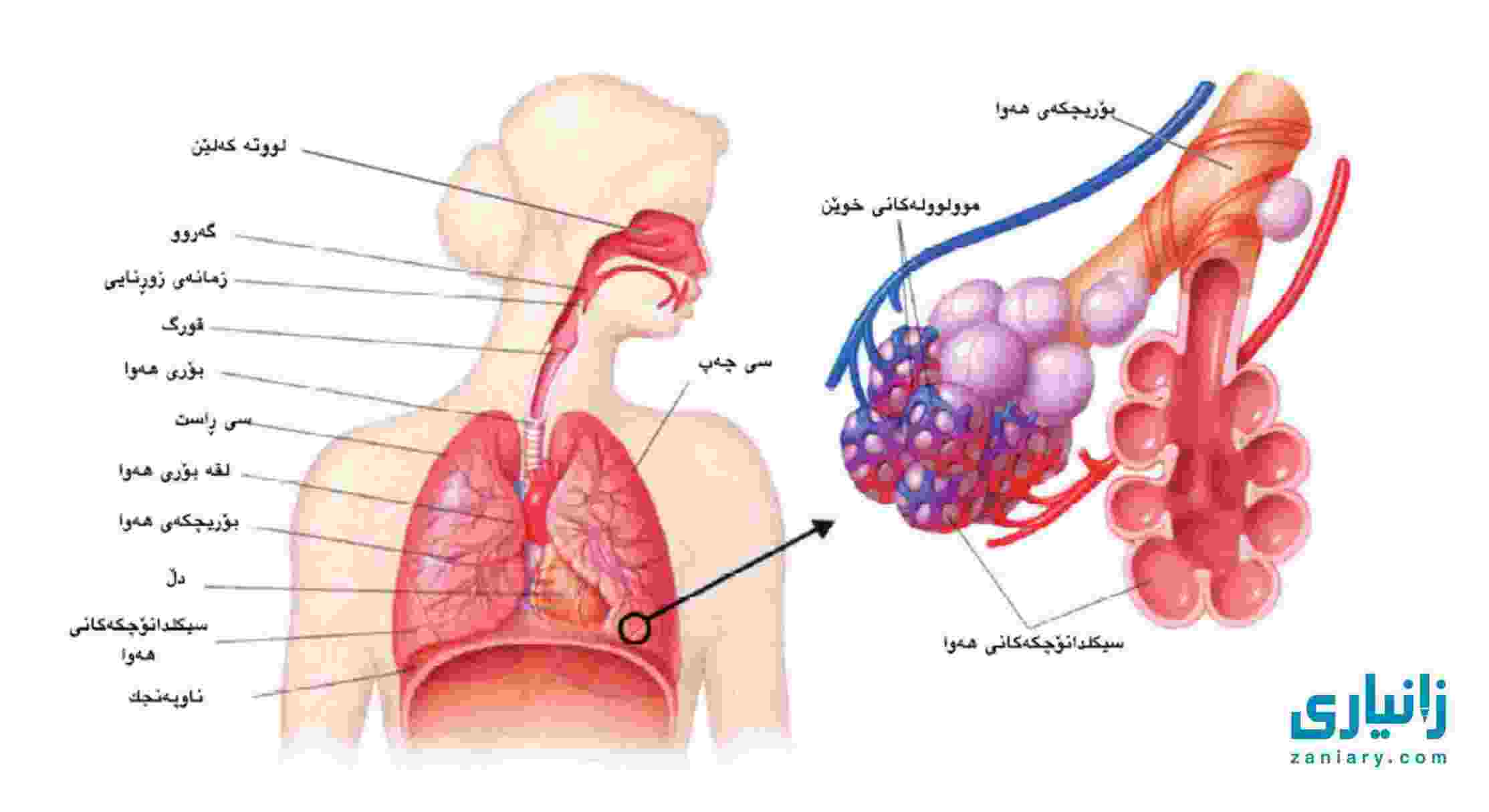 کۆئەندامی هەناسە